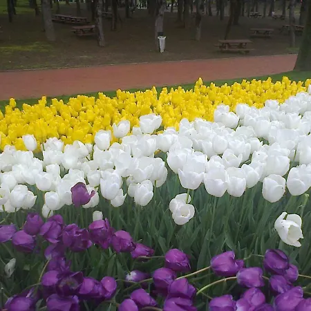 ками 3* Бяла